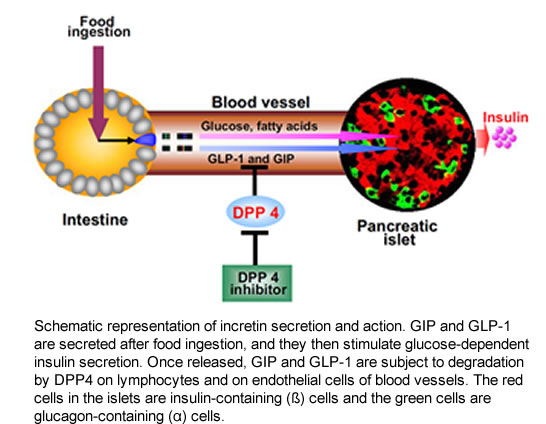 GIP and GLP-1 are secreted after food ingestion, and they stimulate glucose-dependent insulin secretion. Once released, GIP and GLP-1 are subject to degradation by DPP4 on lymphocytes and on endothelial cells of blood vessels. 